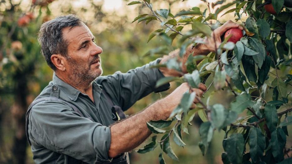 Man in a work shirt is carefully picking apples in an orchard
