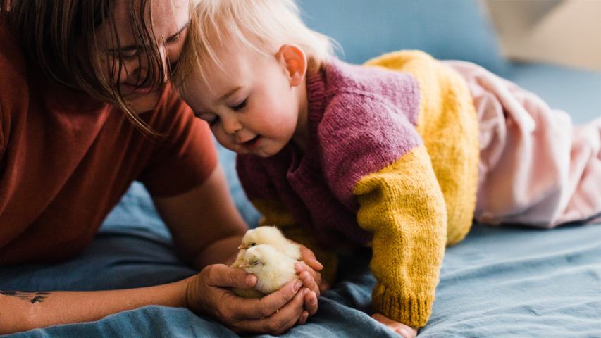 a toddler and mum looking at hen chicks